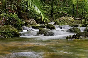 Daintree National Park Drucke: River course, water, stream, river