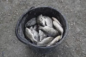 Drucke von Fische in einem Plastikbehälter. Fischfang. Karpfen und Karpfen. Unkrautfische Karpfen Drucke: Fischfang in einem Plastikbehälter.