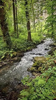 Close To Nature Experience Drucke: A river flows idyllically through a green forest full of trees