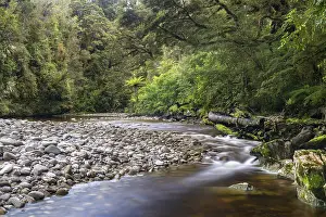 New Zealand Rainforest Drucke: River flows through rainforest