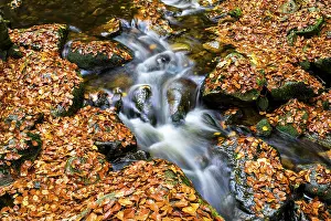 Autumn Leaves In Germany Drucke: The river Ilse flows over rocks