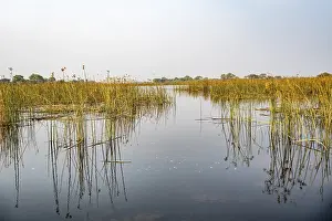 Botswana River Landscape Drucke: River landscape, reflection in water