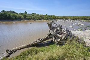 Masai Mara National Reserve Kenya Drucke: River landscape with uprooted tree