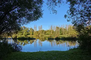 River Main Germany Drucke: River, Main, Trees, Reflection