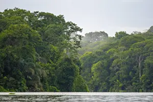 Dense Vegetation Costa Rica Drucke: River in the rainforest, dense vegetation