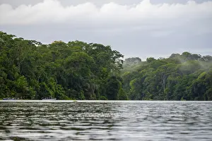 South American Jungle Scene Drucke: River in the rainforest, dense vegetation