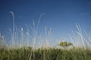 Okavango Delta Landscape Drucke: Riverside landscape with grass