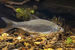Drucke von Krebs, Rutilus rutilus, Schwan, Feder, Fisch, Fische, Pisces Rotauge Drucke: Krebs, Rutilus rutilus, Schwan, Feder