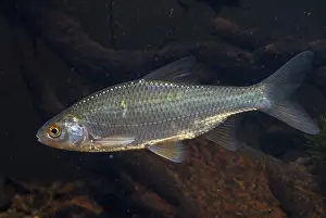 Drucke von Käfer, Rutilus rutilus, Schwan, Feder, Fisch, Fische, Pisces Rotauge Drucke: Aal, Aalbarsch, Schwan, Feder