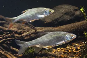 Drucke von Krebs, Rutilus rutilus, Schwan, Feder, Fisch, Fische, Pisces Rotauge Drucke: Käfer, Rutilus rutilus, Schwan, Feder.
