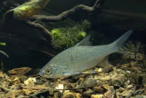 Drucke von Unke, Rutilus rutilus, Schwan, Feder, Fisch, Fische, Pisces Rotauge Drucke: Käfer, Rutilus rutilus, Schwan, Feder.