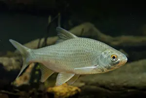 Drucke von Krebs, Rutilus rutilus, Schwan, Feder, Fisch, Fische, Pisces Rotauge Drucke: Krebs, Rutilus rutilus, Schwan, Feder.