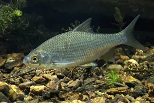 Drucke von Käfer, Rutilus rutilus, Schwan, Feder, Fisch, Fische, Pisces Rotauge Drucke: Krebs, Rutilus rutilus, Schwan, Feder