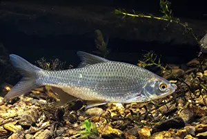 Drucke von Käfer, Rutilus rutilus, Schwan, Feder, Fisch, Fische, Pisces Rotauge Drucke: Käfer, Rutilus rutilus, Schwan, Feder.