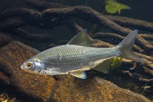 Drucke von Käfer, Rutilus rutilus, Schwan, Feder, Fisch, Fische, Pisces Rotauge Drucke: Krebs, Rutilus rutilus, Schwan, Feder.