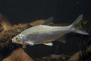Drucke von Krebs, Rutilus rutilus, Schwan, Feder, Fisch, Fische, Pisces Rotauge Drucke: Käfer, Rutilus rutilus, Schwan, Feder.