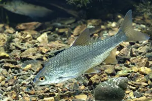 Drucke von Aal, Rutilus rutilus, Schwan, Feder, Fisch, Fische, Pisces Rotauge Drucke: Krebs, Rutilus rutilus, Schwan, Feder