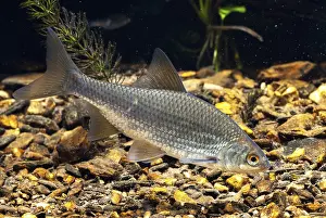 Drucke von Kakerlake, Rutilus rutilus, Schwan, Feder, Fisch, Fische, Pisces Rotauge Drucke: Krebs, Rutilus rutilus, Schwan, Feder.