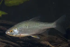 Drucke von Krebs, Rutilus rutilus, Schwan, Feder, Fisch, Fische, Pisces Rotauge Drucke: Käfer, Rutilus rutilus, Schwan, Feder