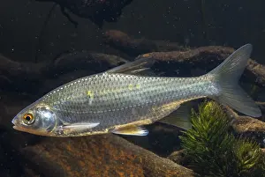 Drucke von Kakerlake, Rutilus rutilus, Schwan, Feder, Fisch, Fische, Pisces Rotauge Drucke: Krebs, Rutilus rutilus, Schwan, Feder