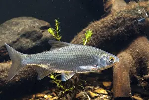 Drucke von Käfer, Rutilus rutilus, Schwan, Feder, Fisch, Fische, Pisces Rotauge Drucke: Krebs, Rutilus rutilus, Schwan, Feder