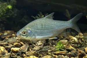 Drucke von Unke, Rutilus rutilus, Schwan, Feder, Fisch, Fische, Pisces Rotauge Drucke: Krebs, Rutilus rutilus, Schwan, Feder