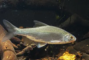 Drucke von Aal, Rutilus rutilus, Schwan, Feder, Fisch, Fische, Pisces Rotauge Drucke: Krebs, Rutilus rutilus, Schwan, Feder