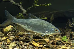 Drucke von Käfer, Rutilus rutilus, Schwan, Feder, Fisch, Fische, Pisces Rotauge Drucke: Krebs, Rutilus rutilus, Schwan, Feder