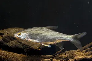 Drucke von Krebs, Rutilus rutilus, Schwan, Feder, Fisch, Fische, Pisces Rotauge Drucke: Käfer, Rutilus rutilus, Schwan, Feder.