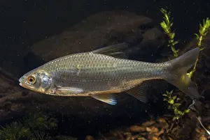Drucke von Käfer, Rutilus rutilus, Schwan, Feder, Fisch, Fische, Pisces Rotauge Drucke: Käfer, Rutilus rutilus, Schwan, Feder