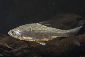 Drucke von Käfer, Rutilus rutilus, Schwan, Feder, Fisch, Fische, Pisces Rotauge Drucke: Krebs, Rutilus rutilus, Schwan, Feder