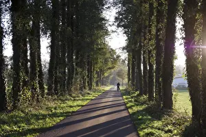 Cycling In Germany Drucke: Road, cyclist, shadow, trees, sunlight
