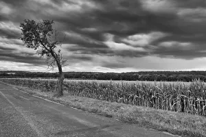 Agricultural Crop Field View Drucke: On the empty road between fields before harvesting at dramatic sunset