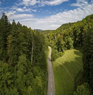 Central Europe Woodland Scenery Drucke: Road through a forest with clearing