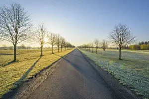 Southern Germany Springtime Drucke: Road with line of trees in early spring