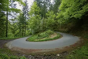 Winding Mountain Road Drucke: A road makes a sharp bend or turn in the middle of a green forest