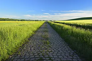 Deserted Country Lane Drucke: Road with old cobblestone pavement through fields under a blue sky in spring