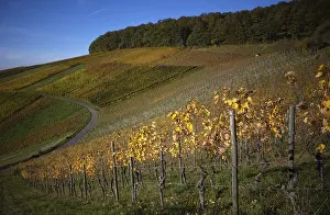 Vineyard Road Drucke: Road, path through vineyard, vines