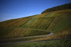Autumn Colours In Germany Drucke: Road, path through vineyard, vines
