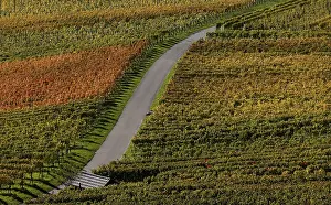 Autumn Colours Germany Drucke: Road, path, through vineyard, vines