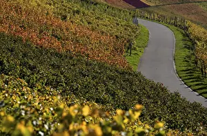 Autumn Colours Germany Drucke: Road, path, through vineyard, vines
