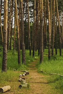 Pine Forest Road Drucke: Road into pine forest with tall tree