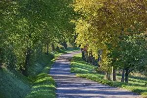Moody Autumnal Atmosphere Drucke: Road, Row of trees, Walnut tree
