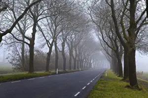 European Countryside Photography Drucke: Road between tree rows in dense fog