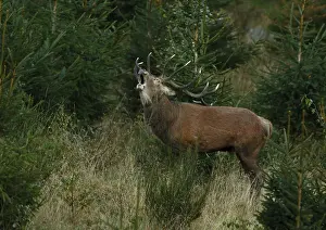 Mammalian Social Behaviour Drucke: Roaring red deer Cervus elaphus