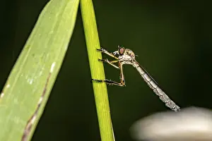 Central Europe Fauna Images Drucke: A robber fly perched on a green leaf