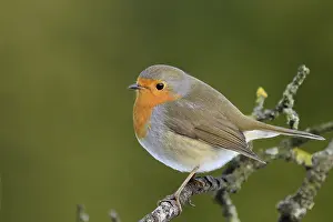 Ein Robin auf einem Ast.