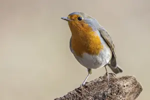 Old World Fly Catchers Drucke: Robin, Erithacus rubecula