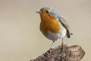 Old World Fly Catchers Drucke: Robin, Erithacus rubecula