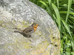 Songbird Photography Tips Drucke: Robin Erithacus rubecula